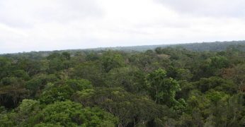 DIÁRIO DE BORDO – A Floresta Amazônica e suas Dimensões