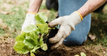 Imagem que mostra as mãos de uma pessoa manipulando o pé de uma planta comestível. A foto ilustra a nota sobre a nova chamada do Fundo Aipê para soluções ambientais para centros urbanos.