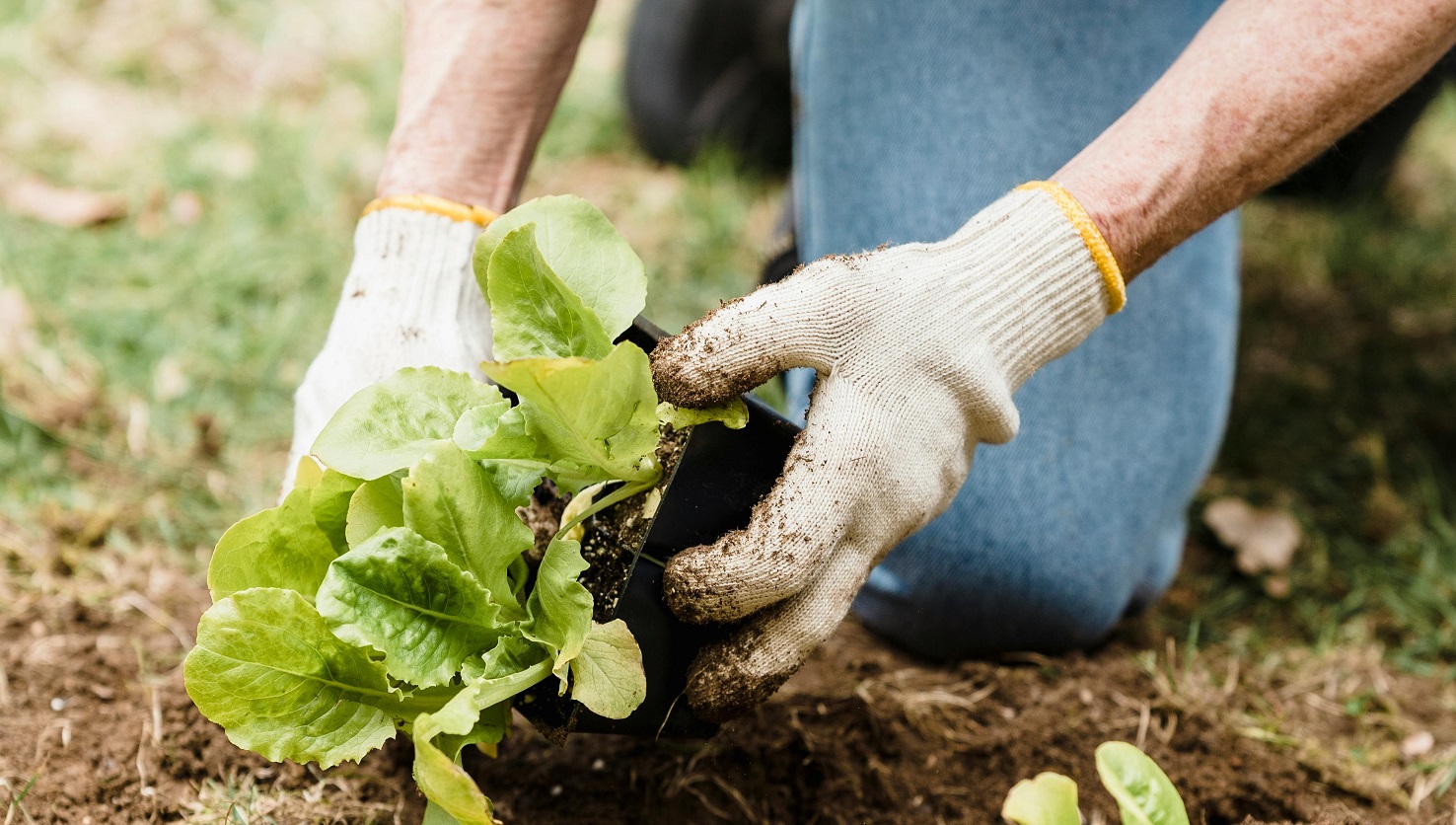 Imagem que mostra as mãos de uma pessoa manipulando o pé de uma planta comestível. A foto ilustra a nota sobre a nova chamada do Fundo Aipê para soluções ambientais para centros urbanos.