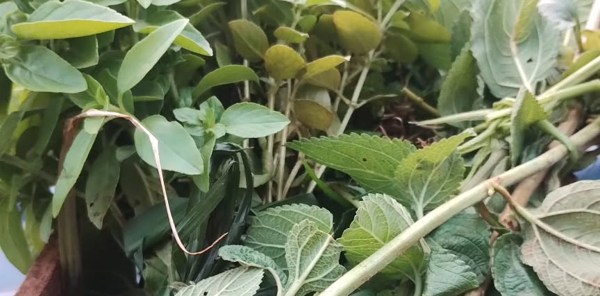 Imagem de hortaliças plantadas por meio do projeto Caixote Horta, do GT de Meio Ambiente do Jardim Lapena.